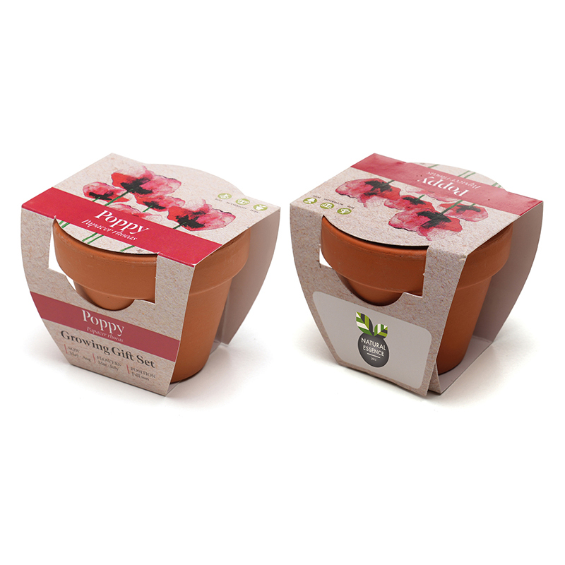 Standard Growing Gift with Mini Terracotta Pot - Image 6