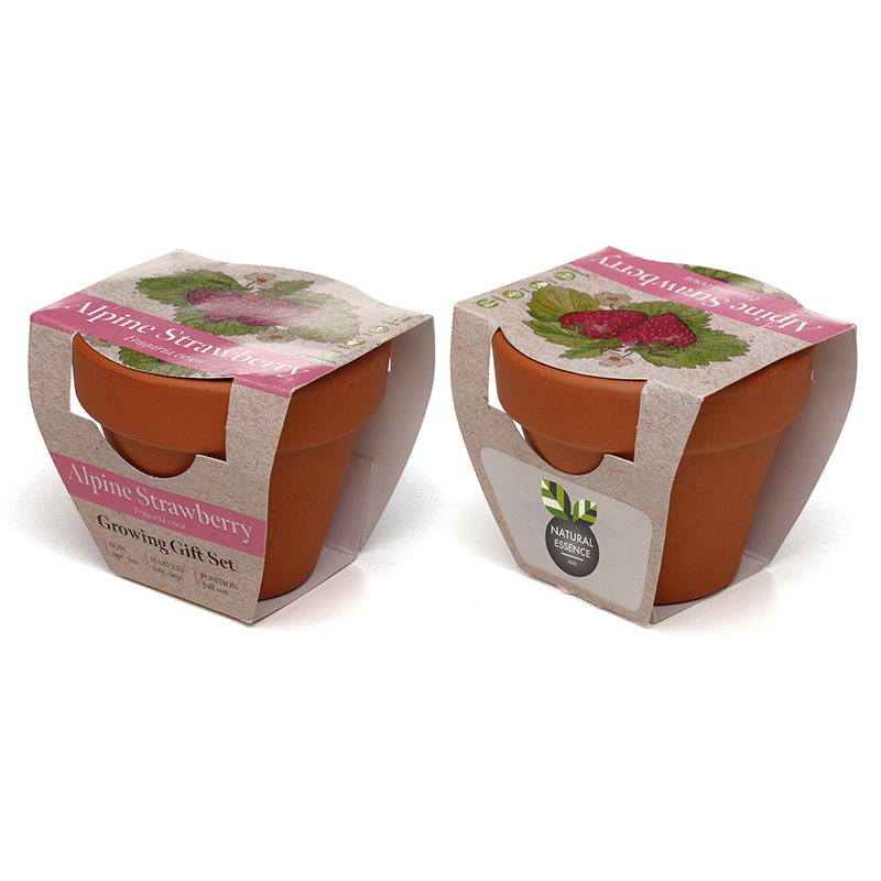 Standard Growing Gift with Mini Terracotta Pot - Image 4