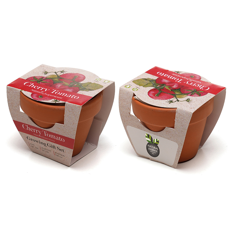 Standard Growing Gift with Mini Terracotta Pot - Image 3