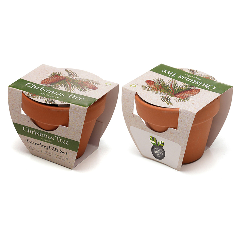 Standard Growing Gift with Mini Terracotta Pot - Image 2